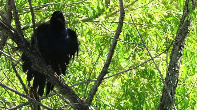 Great-tailed Grackle - ML464792