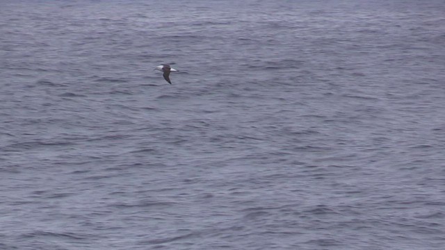 Black-browed Albatross - ML464794491