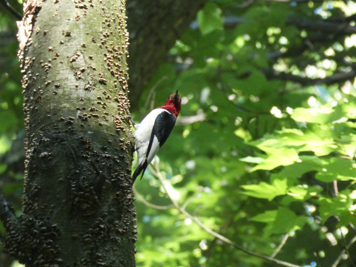 Red-headed Woodpecker - ML464795381