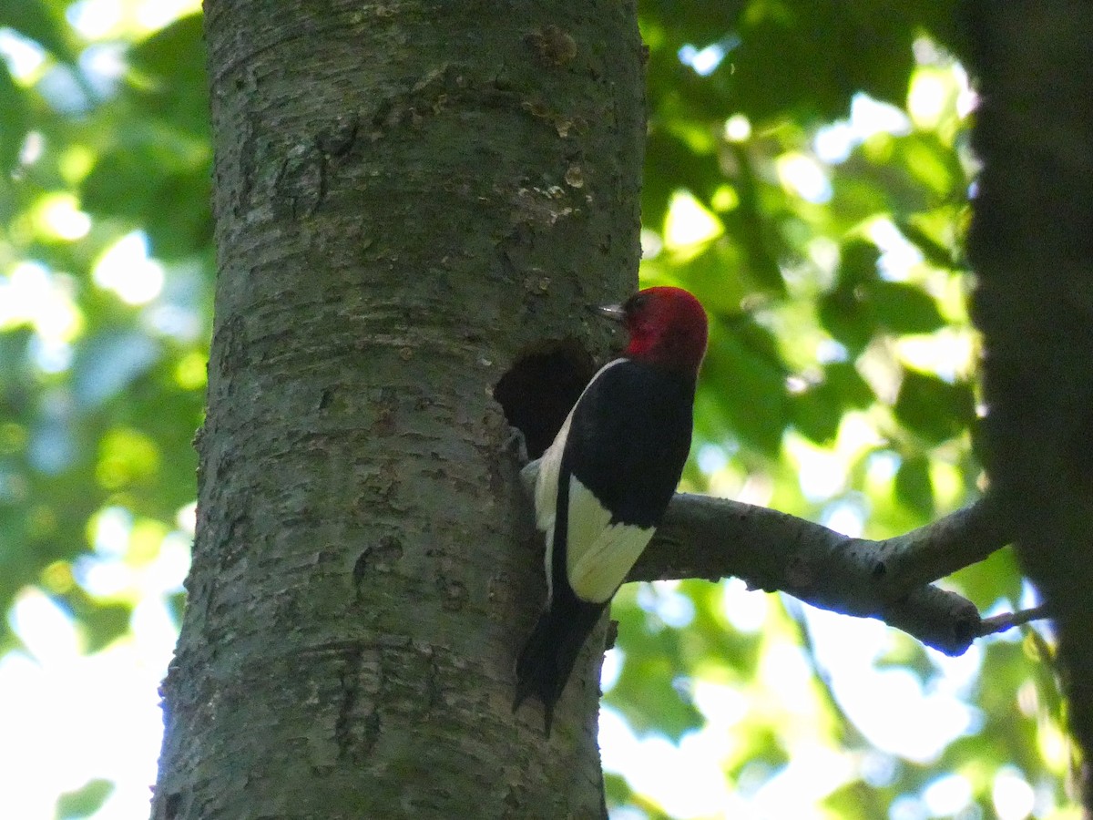 Red-headed Woodpecker - ML464795391