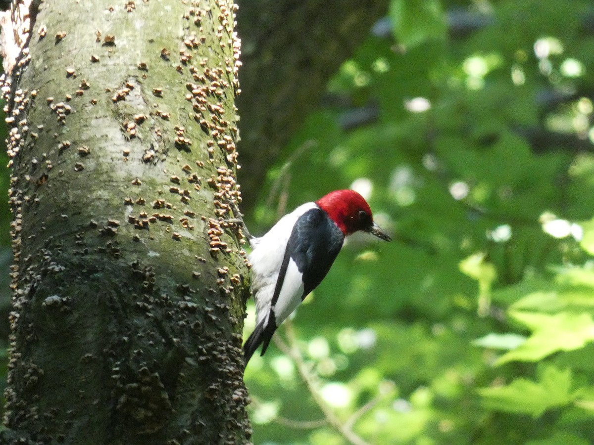 Red-headed Woodpecker - ML464795411