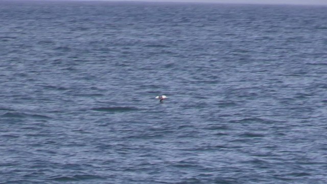 albatros černobrvý (ssp. melanophris) - ML464797621