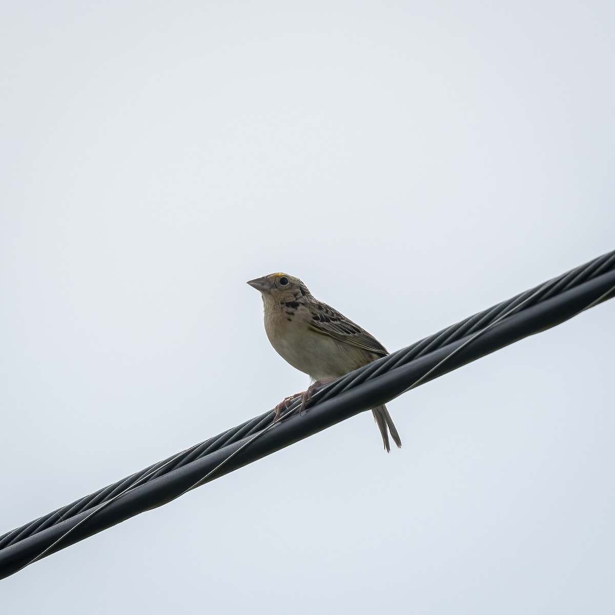 Grasshopper Sparrow - ML464798091