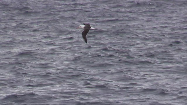 Albatros à sourcils noirs (melanophris) - ML464799541