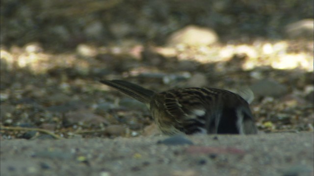 Harris's Sparrow - ML464802