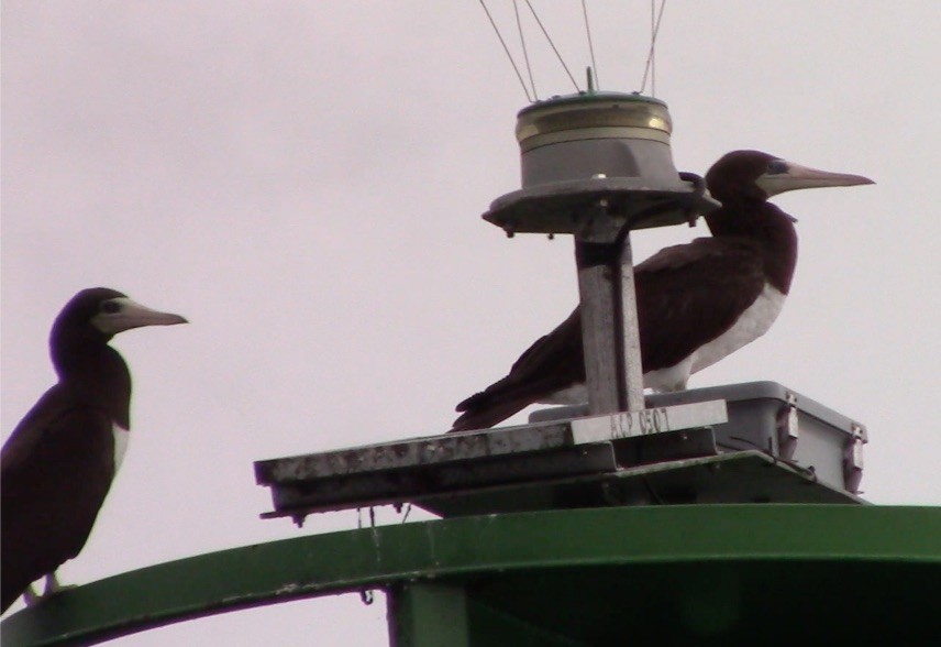 Brown Booby - ML464803391