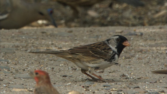 Harris's Sparrow - ML464804