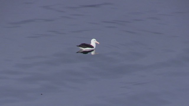 Kara Kaşlı Albatros (melanophris) - ML464804481
