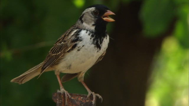 Harris's Sparrow - ML464805