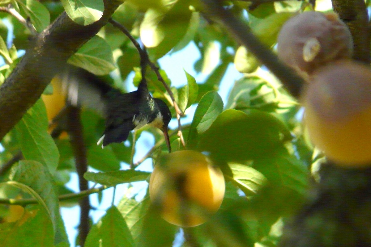 White-throated Hummingbird - ML464805201