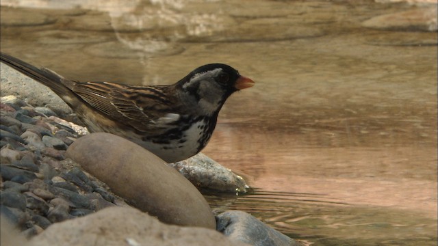 Harris's Sparrow - ML464806