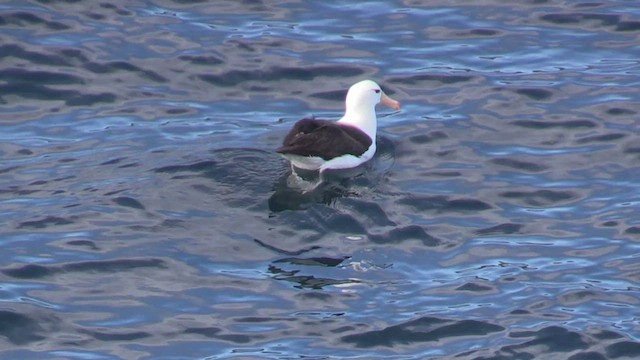 albatros černobrvý (ssp. melanophris) - ML464806311