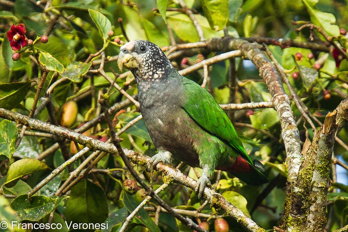 Speckle-faced Parrot (White-capped) - ML464807591