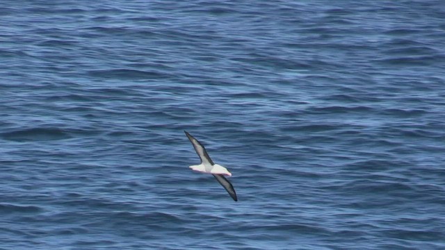 Albatros Ojeroso (melanophris) - ML464810081