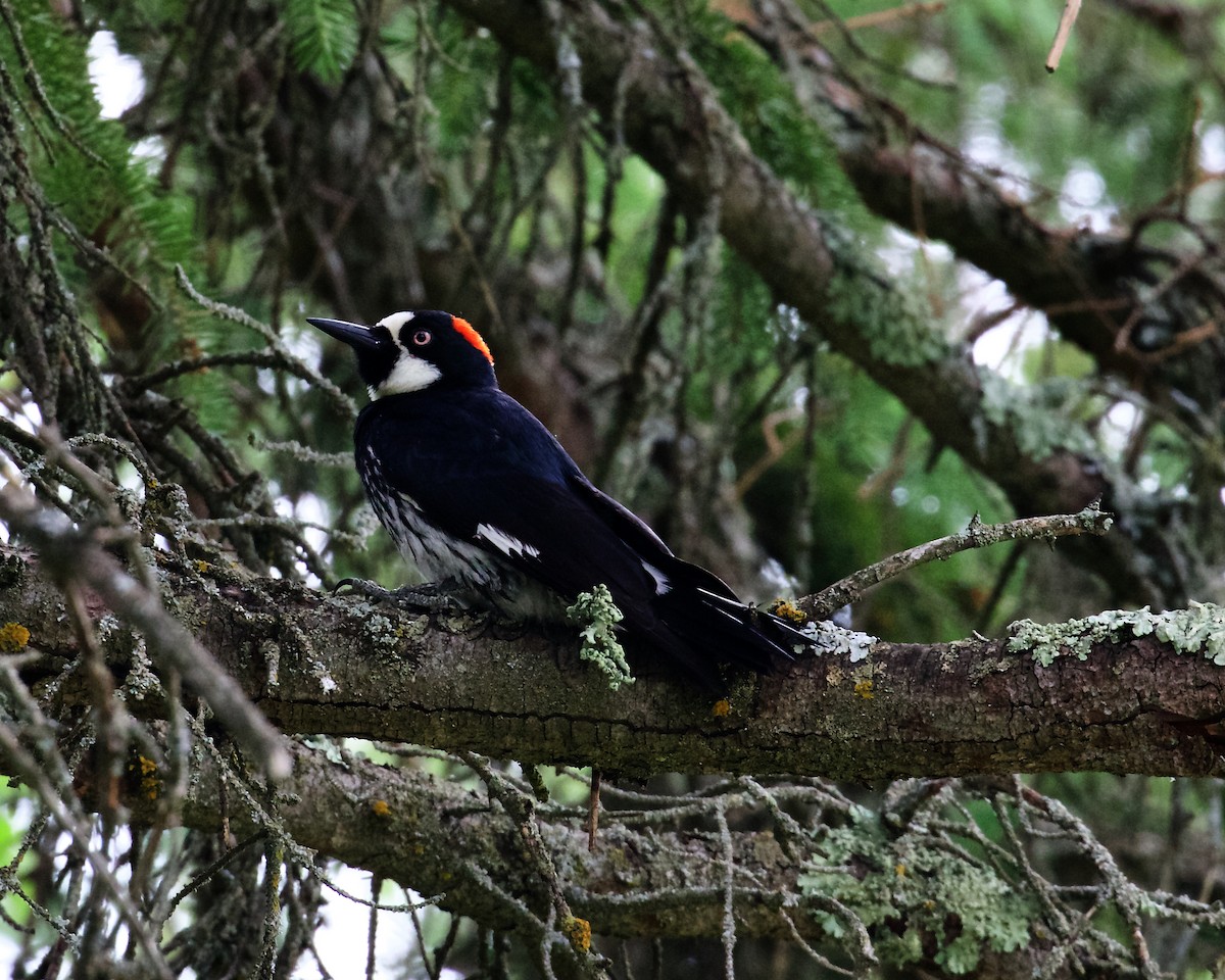 Acorn Woodpecker - Peder Svingen