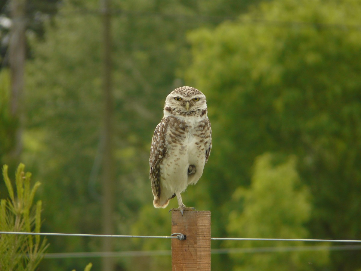 Burrowing Owl - ML464813421