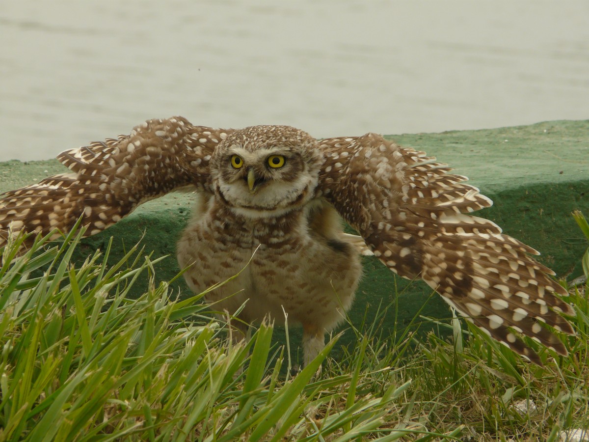 Burrowing Owl - Ivan Maggini