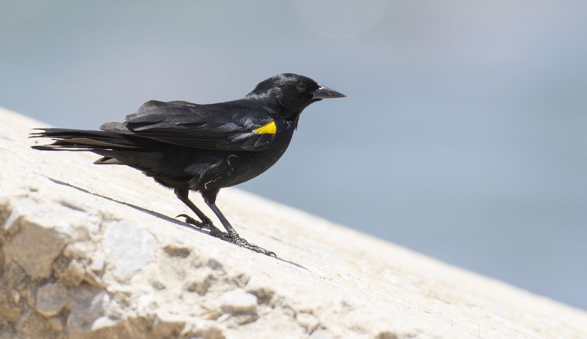 Yellow-shouldered Blackbird - Marky Mutchler