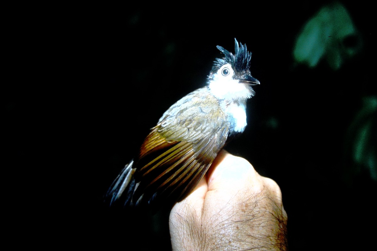 White-breasted Antbird - ML464818081