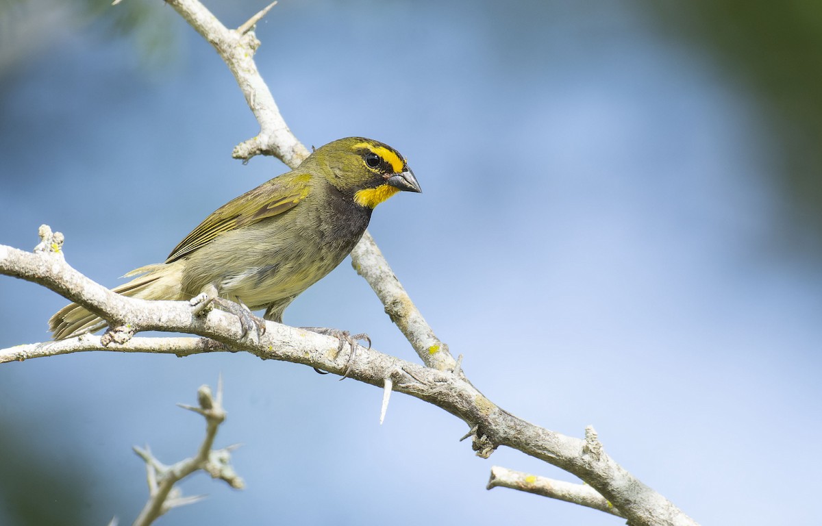 Yellow-faced Grassquit - Marky Mutchler