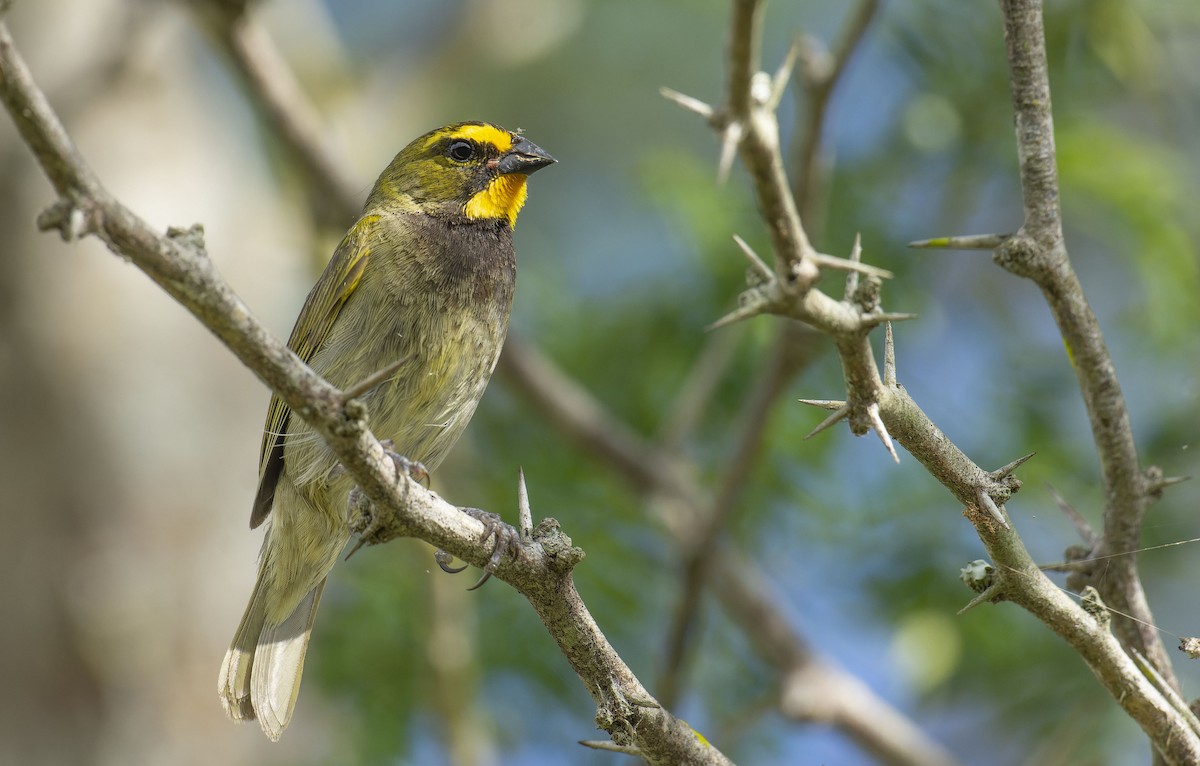 Yellow-faced Grassquit - Marky Mutchler