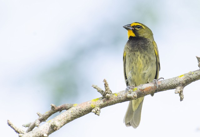 Yellow-faced Grassquit - eBird