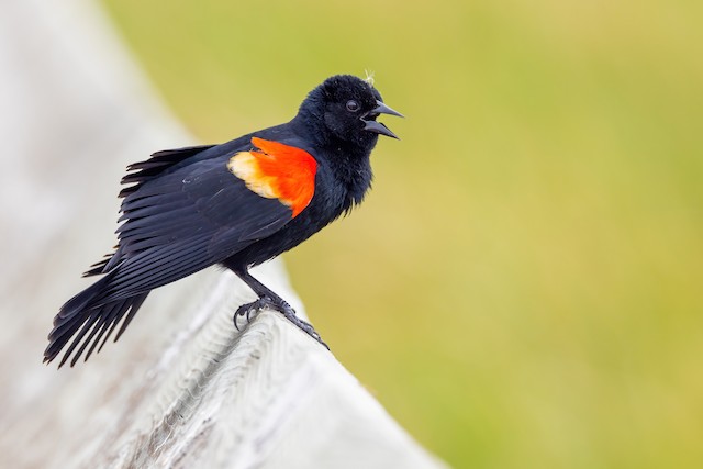 Hinterland Who's Who - Red-winged blackbird
