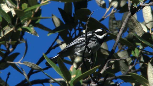 Black-throated Gray Warbler - ML464820