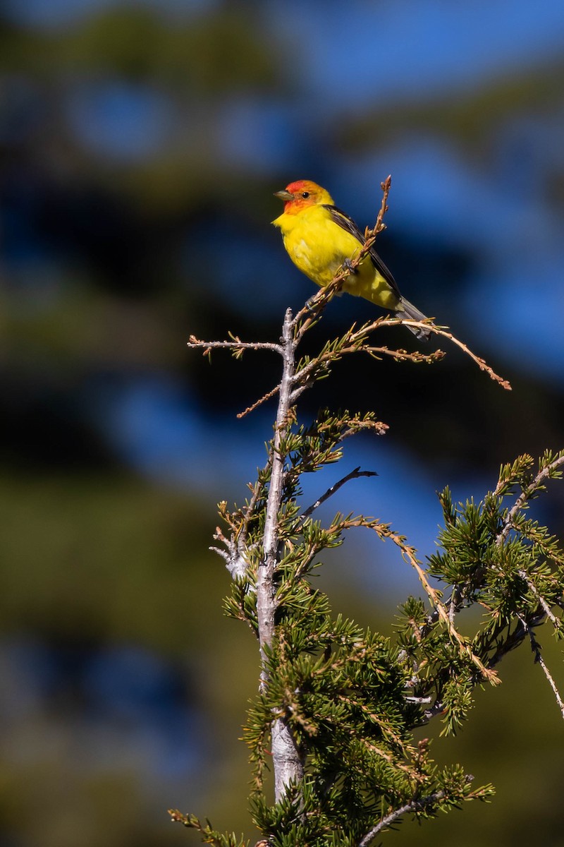 Western Tanager - ML464822941