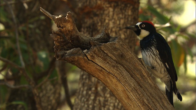 Acorn Woodpecker (Acorn) - ML464824