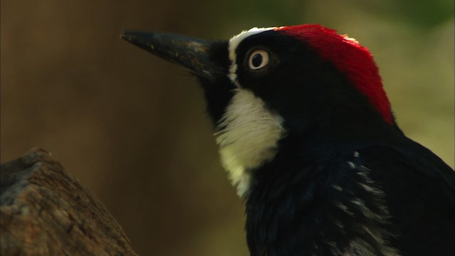 Acorn Woodpecker (Acorn) - ML464825