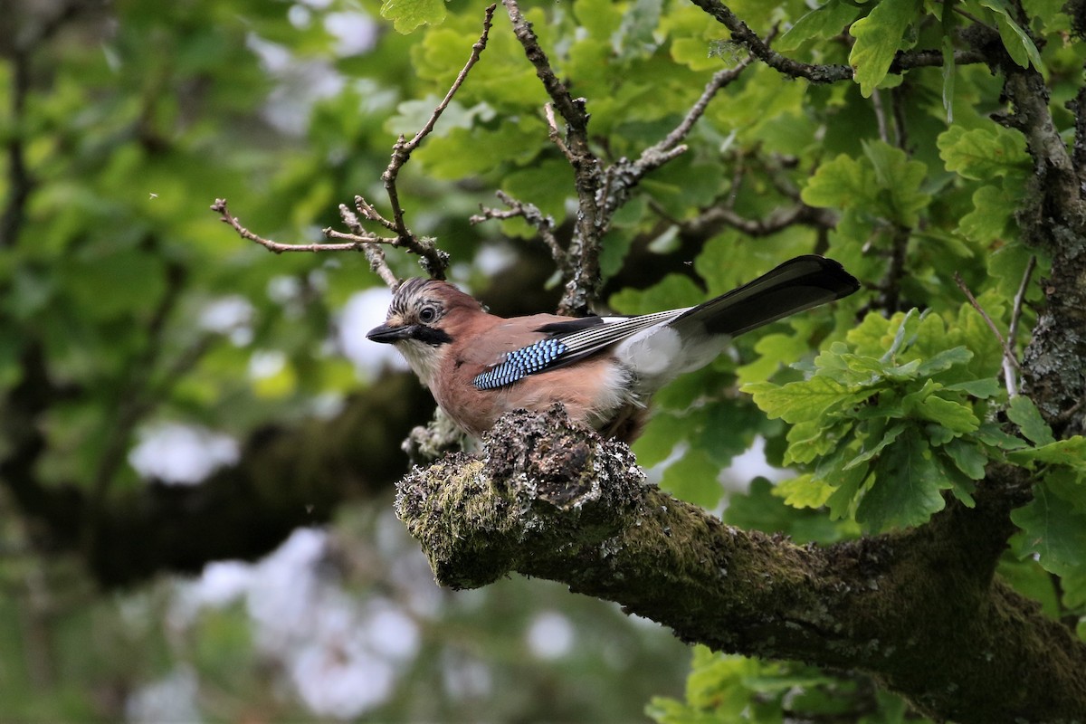 Eurasian Jay - ML464826831