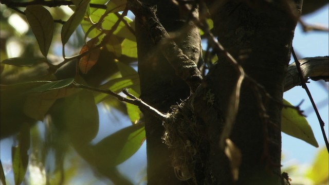 Black-throated Gray Warbler - ML464828