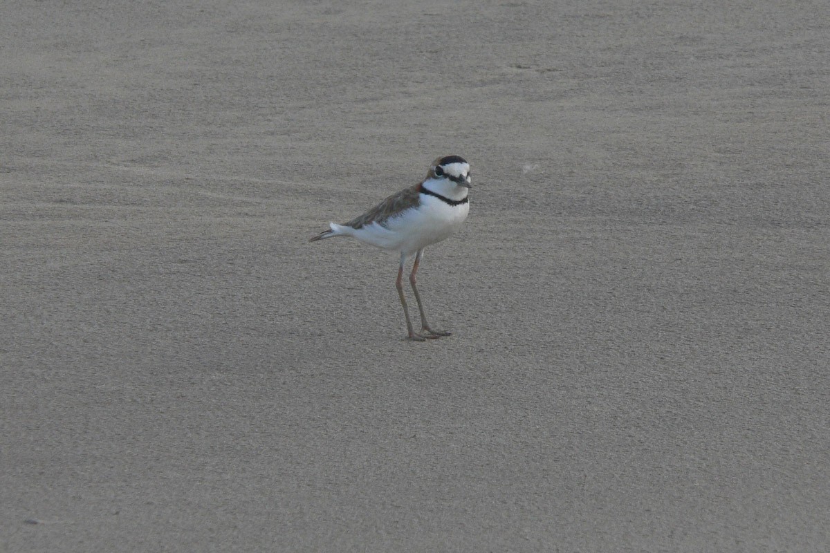 Collared Plover - Michael Todd