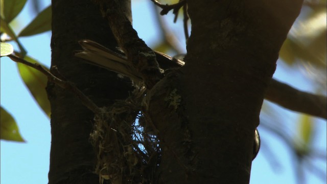 Black-throated Gray Warbler - ML464829