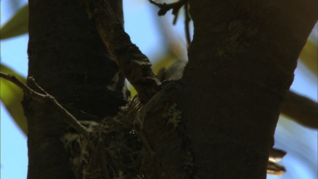 Black-throated Gray Warbler - ML464830