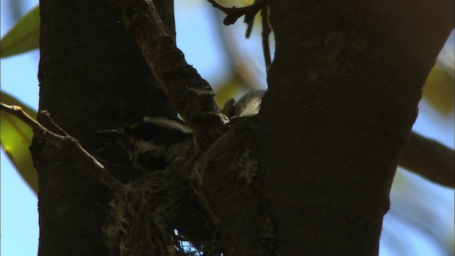 Black-throated Gray Warbler - ML464831