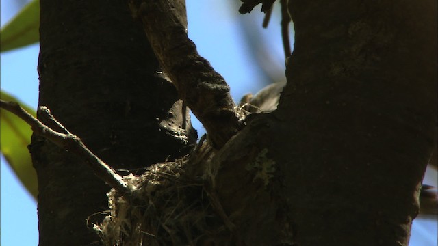 Black-throated Gray Warbler - ML464834