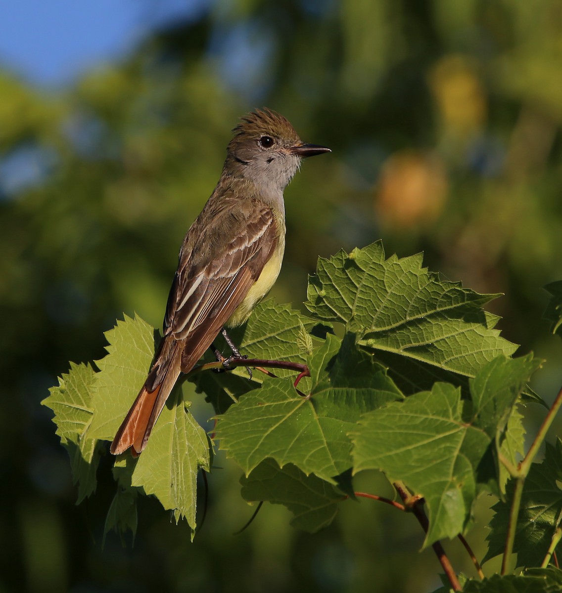 Great Crested Flycatcher - ML464837541