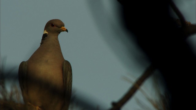Полосатохвостый голубь [группа fasciata] - ML464838