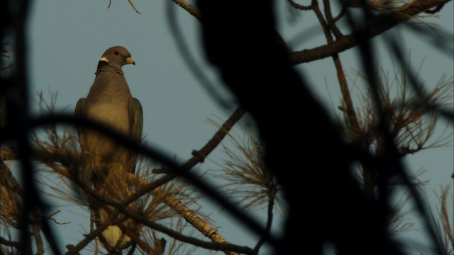 Pigeon à queue barrée (groupe fasciata) - ML464839