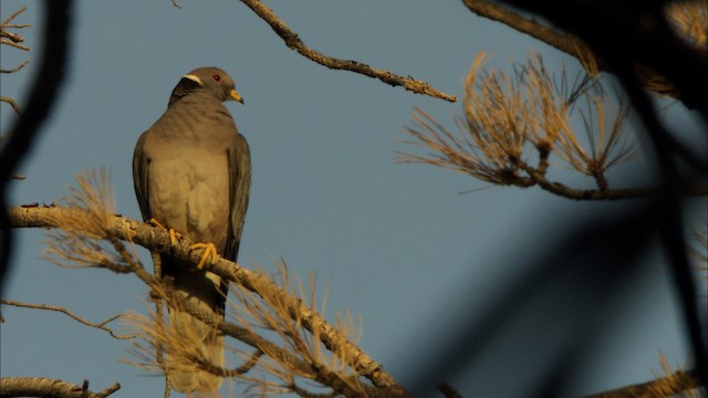 Pigeon à queue barrée (groupe fasciata) - ML464841