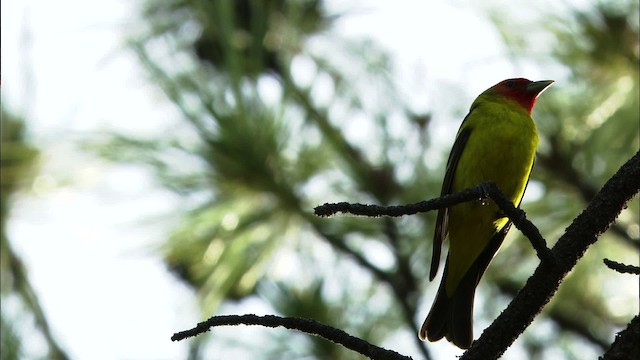 Western Tanager - ML464845