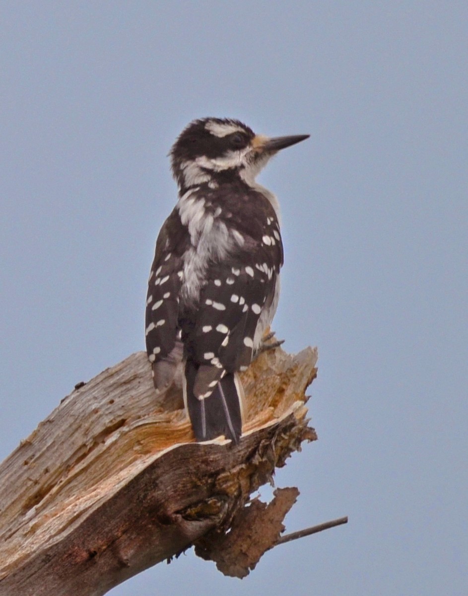 Hairy Woodpecker - Chad Kowalski