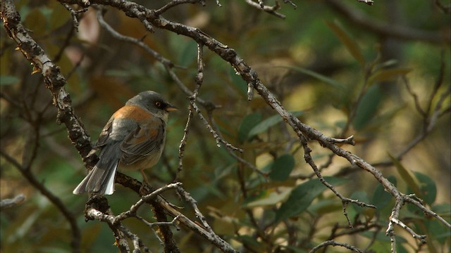 Yellow-eyed Junco (Mexican) - ML464850