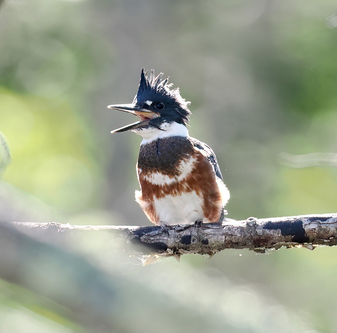 Belted Kingfisher - ML464851681