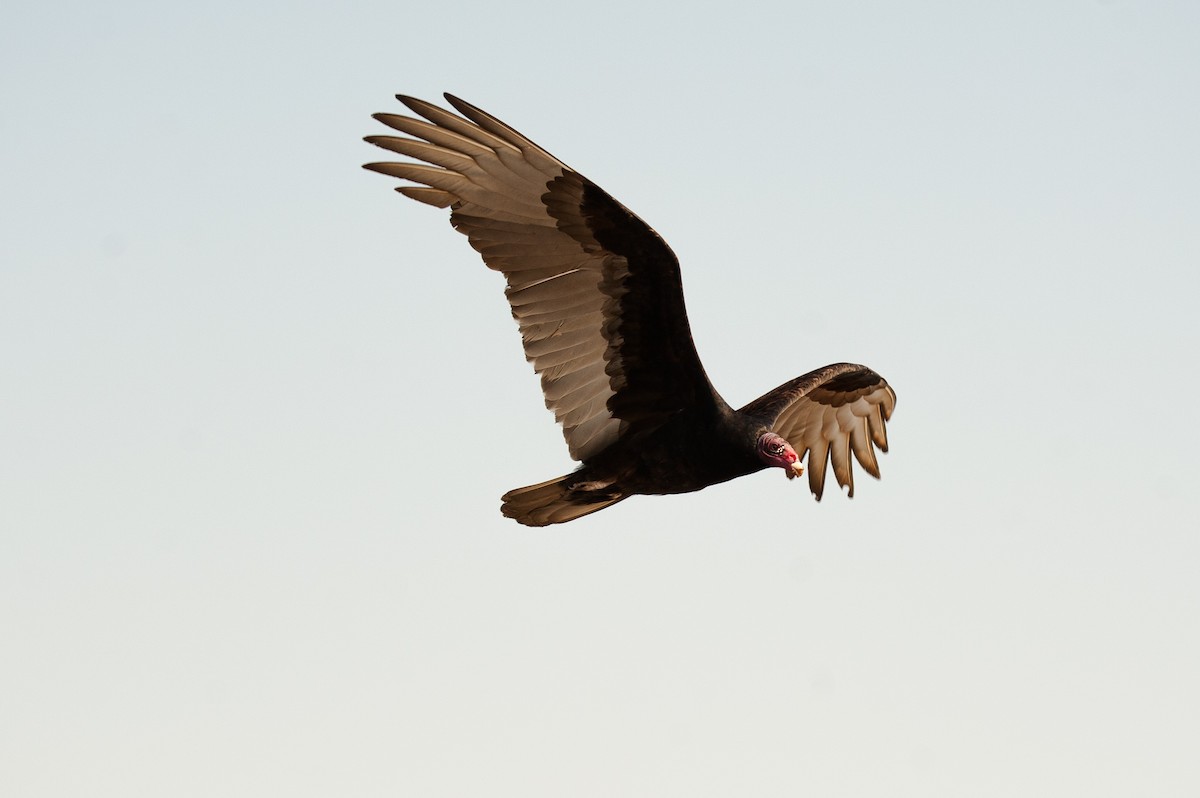 Turkey Vulture - Antonio Martinez Hirtz