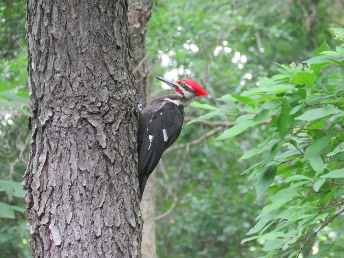 Pileated Woodpecker - ML464852891