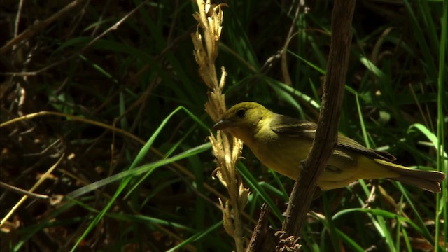 Western Tanager - ML464856