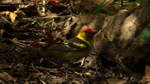 Western Tanager - ML464859